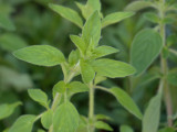oregano-gd6c6ccc73-1920-1716
