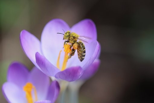 abeille-1452